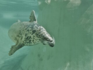Naklejka premium seehund schwimmt unter Wasser in Friedrichskoog