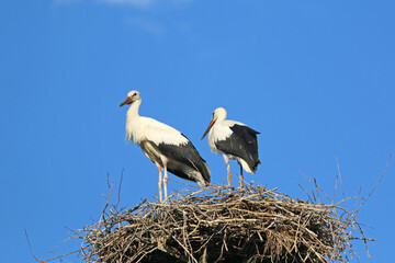 White storks in their nest	