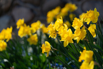 yellow daffodils in spring