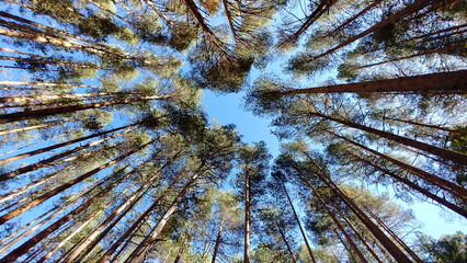 Copas de arboles apuntando al cielo azul