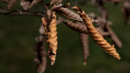 Dry brown leaves on trees