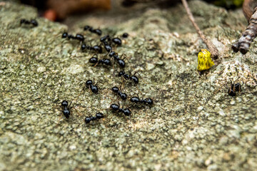 ants on the ground