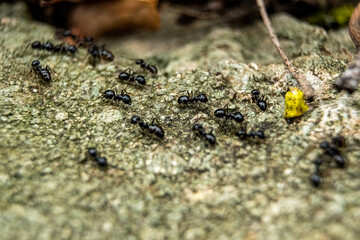 ants on the ground