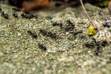 ants on the ground