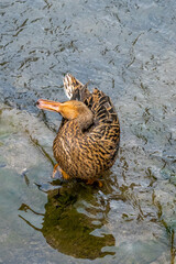 duck on the water 3