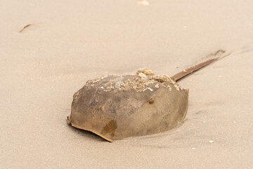 Close-up of Horseshoe Crab (Limulidae) that washed up on Jersey Shore