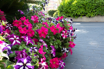 Modern design urban garden landscaping. Perennial ornamental shrubs, flowering plants, blooming petunias next to pedestrian path in the city on sunny day