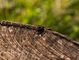 A little spider on an old wooden stump
