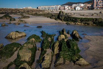 Detail of a rock with thick green seaweed.