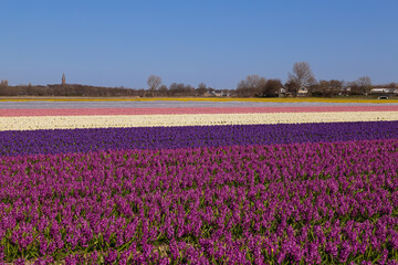 Rows of hyacinths with different colors on the bulb fields in the Netherlands.