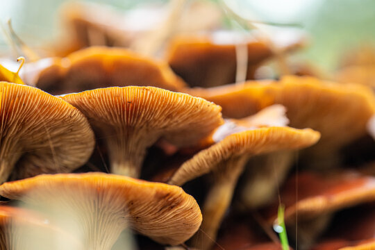 Cluster of Lactarius subdulcis Mild Milkcap mushrooms.