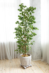 Plant in a pot with a basket near a window with white curtains