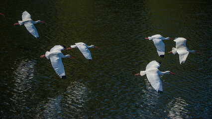 Sacred Rituals: A flock of American White Ibis fly over a lake in Gainesville, Florida