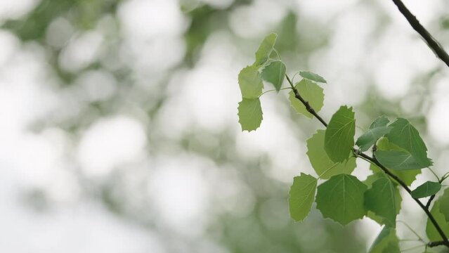 Slow motion shot of fresh aspen leaves