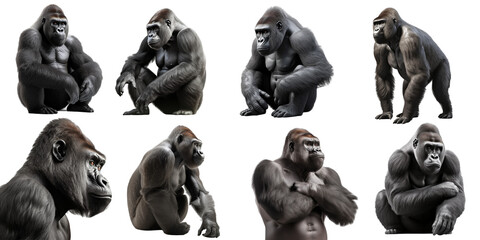 Gorilla set over png background created with Ai