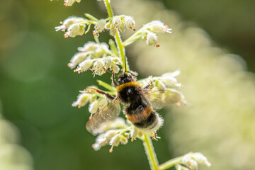 A bee collecting nectar on a small white flower.