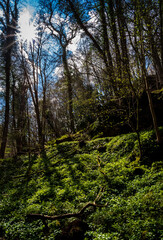 Obraz premium Forest of Dean
