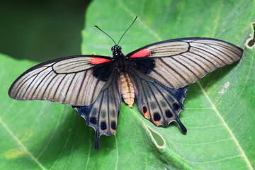 Papillon exotique que l'on ne trouve que dans les serres aux papillons