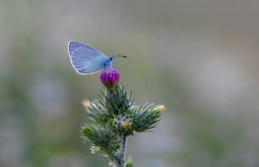 Blackeye butterfly ( Glaucopsyche alexis ) on plant