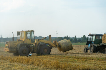 Plakat A yellow tractor with the help of a manipulator puts round bales of hay on a trailer. Transportation of hay bales in meta storage and drying. Preparation of feed for cattle