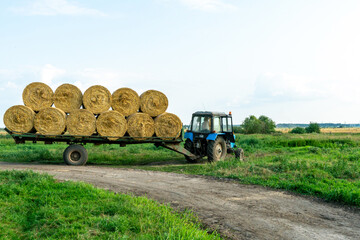 Tractor on trailer transports large round bales of hay. Transportation of hay to places for storage and drying of silage. Harvesting hay for animal feed.