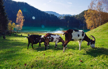 Herbststimmung in der Morgensonne im Voralpenland in den bayrischen Alpen mit Blick von einer...