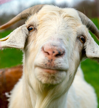 portrait of a goat