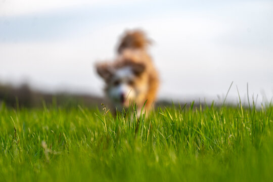 dog running in the grass