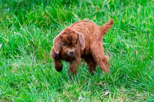 Baby goat on the meadow