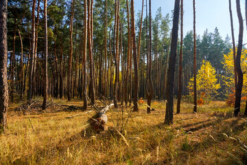 Beautiful autumn forest in October on a sunny warm day.