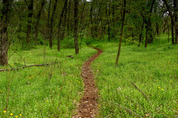 Forest path through a lawn in a dense forest.