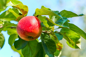 Red ripe apple on an apple tree branch.