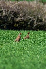 Obraz premium partridge in the grass