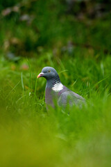 pigeon on grass