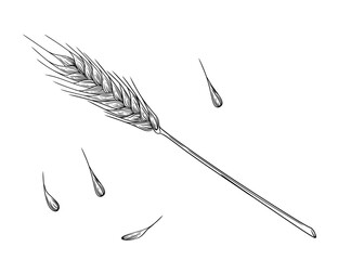 Outline sketch of wheat spikelets with ears grain and stem vector illustration on white background