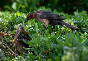 Spring Growth: A Boat-tailed Grackle lands on a bush next to its nest and baby in Jacksonville, Florida