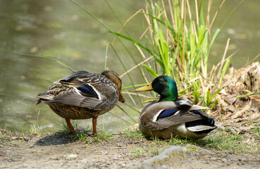 duck in the pond