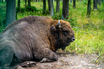 bison resting in the reserve