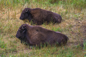 bison resting in the reserve