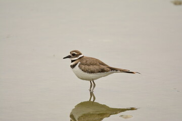 Killdeer in a pond