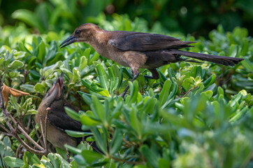 Passing the Baton: A Boat-tailed Grackle lands on a bush next to its nest and baby in Jacksonville, Florida