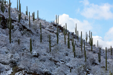 Beautiful snow covered saguaro cacti in Pima Canyon during a rare snow storm in the Sonoran Desert. Beautiful winter scenery in the American Southwest. Tucson, Arizona, USA. March 2nd of 2023.