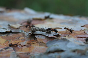 An ant carrying something in the forest