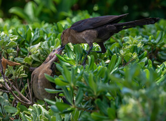 Nature's Relationships: A Boat-tailed Grackle feeds its baby in bushes where it nests in Jacksonville, Florida 