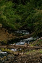 Parque Nacional Conguill&iacute;o, 9na regi&oacute;n de chile