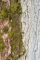 moss on tree bark