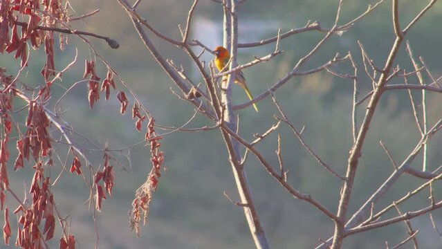 Icterus pustulatus