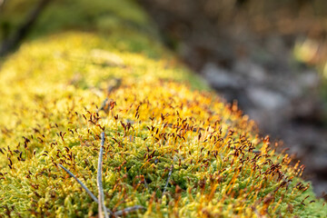 green moss on a tree