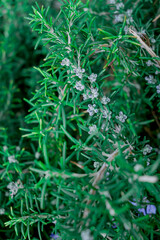 A sprig of flowering rosemary