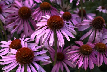 Close up of purple flowers